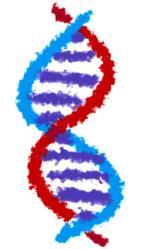 Shape of DNA 1.Double Helix. -Twisted ladder or spiral staircase 2.