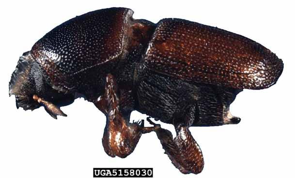Smaller European elm bark beetle This beetle is the prime vector of the Dutch elm disease fungus. Adults are reddish-brown beetles about ¼ long.