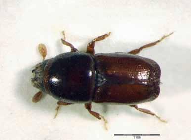 Smaller European elm bark beetle, continued Maja