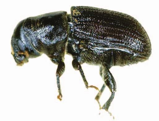 Mountain pine beetle This beetle is native to North America where it is found from the Pacific Coast east into the Rocky Mountains. It s a about 1 8 1 3 long, roughly the length of a grain of rice.