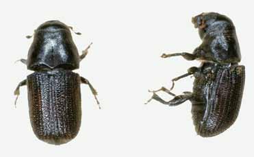 Mountain pine beetle, continued USDA Forest Service