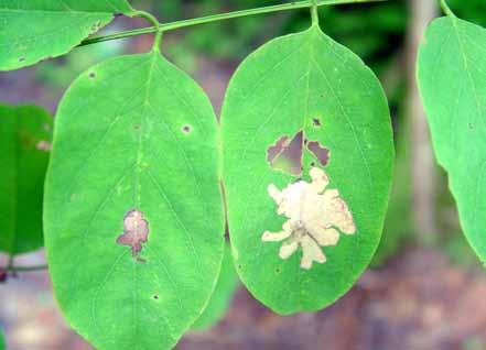 Adults skeletonize and eat holes in the leaves, whereas larvae selectively eat layers between the leaf surfaces ( mining ).