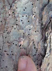 The adults bore directly through the outer bark into the living bark, constructing S-shaped or winding galleries for eggs