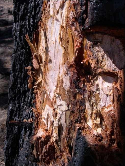 Fire Injury and Implications for Bark Beetles Douglas-fir beetle, spruce beetle, and pine engraver beetle populations may build up in fireinjured trees following fire.