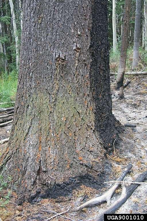 Fires can affect bark beetles as some species are attracted to