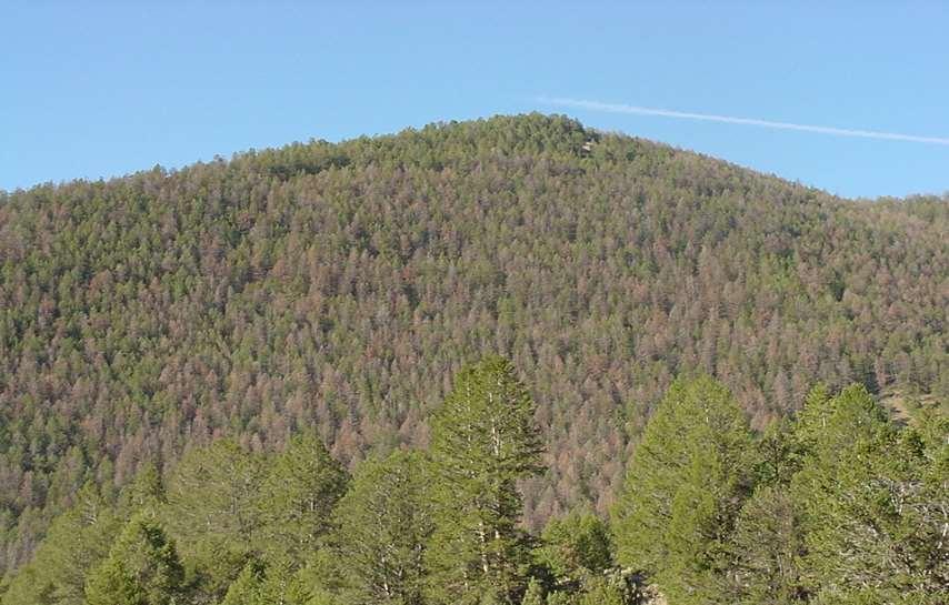 Fire injured trees can lead to Douglas-fir beetle outbreaks.