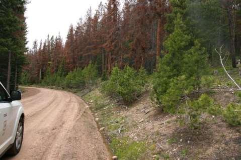 Removal of hazardous trees along roadsides creates safer