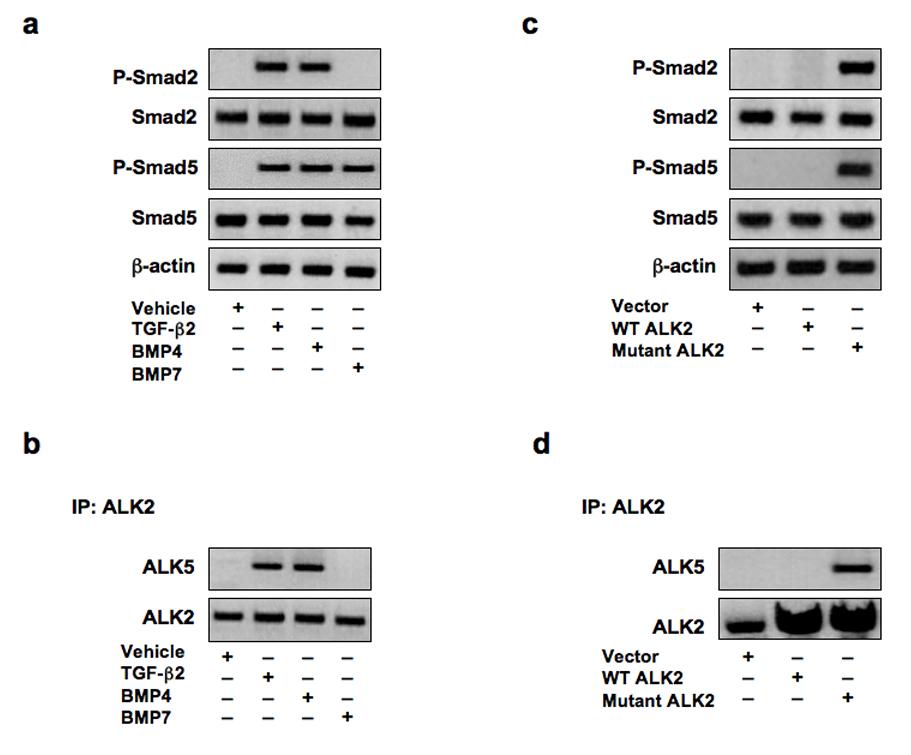 Supplementary Figure 7 Supplementary Figure 7 Ligand specificity in ALK2 signaling.