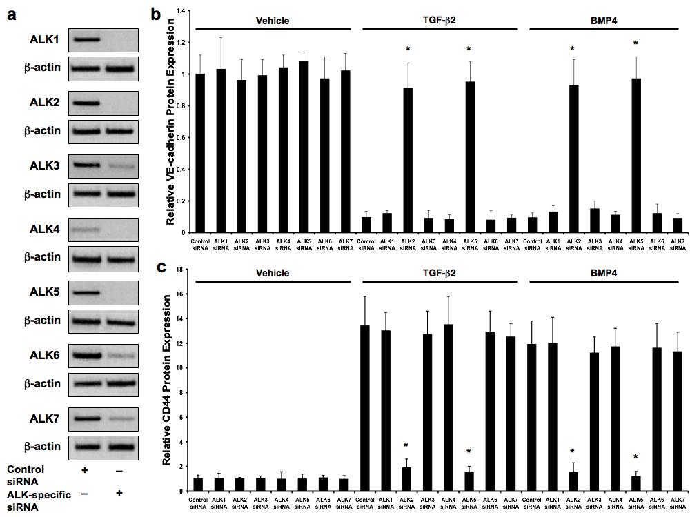 Supplementary Figure 8 Supplementary Figure 8 ALK receptor specificity in mediating EndMT.