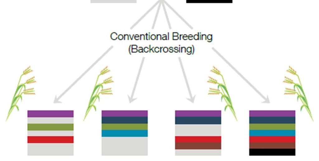 11 Smart Breeding Can increase stress tolerance (Drought tolerance regulated up to 60 genes + complex interactions) Respects species