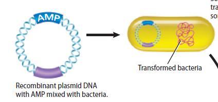 Recombinant Gene cloning To make a large quantity of recombinant plasmid DNA, bacterial cells are mixed with