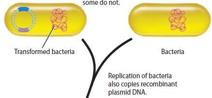 Recombinant Gene cloning Bacteria that take up the plasmid