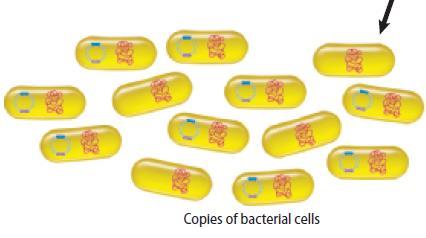 Large numbers of identical bacteria containing recombinant