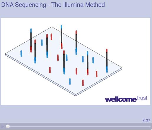 Illumina sequencing method Bioinformatic analysis of sequence data allows identification of s http://www.wellcome.ac.uk/education-resources/educationand-learning/resources/animation/wtx056051.