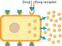 Rational drug design Drugs work by interacting with target molecules (receptors) in