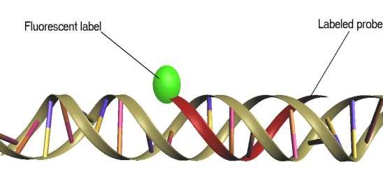 DNA Probe A DNA probe is a short single stranded piece of DNA that is complementary
