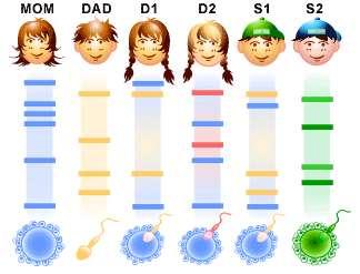DNA Profiling Which child is the mother s