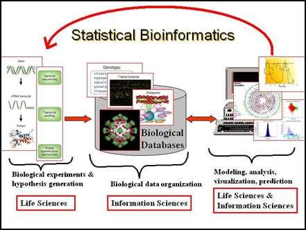 Bioinformatics Is the use of computer technology to identify DNA sequences The enormous amount of data produced