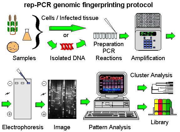 PCR protocol