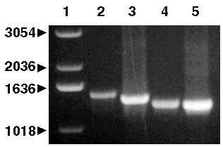 PCR Animation follows * 92-94 o C for 30-60 sec (denature) * 37-72 o C for