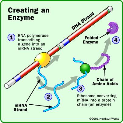 RNA polymerase (yellow) attaches to a DNA, walks down the DNA and