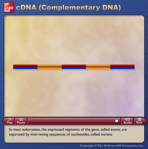 Animation: cdna Please note that due to differing operating systems, some animations will not appear until the presentation is viewed in Presentation Mode (Slide Show view).