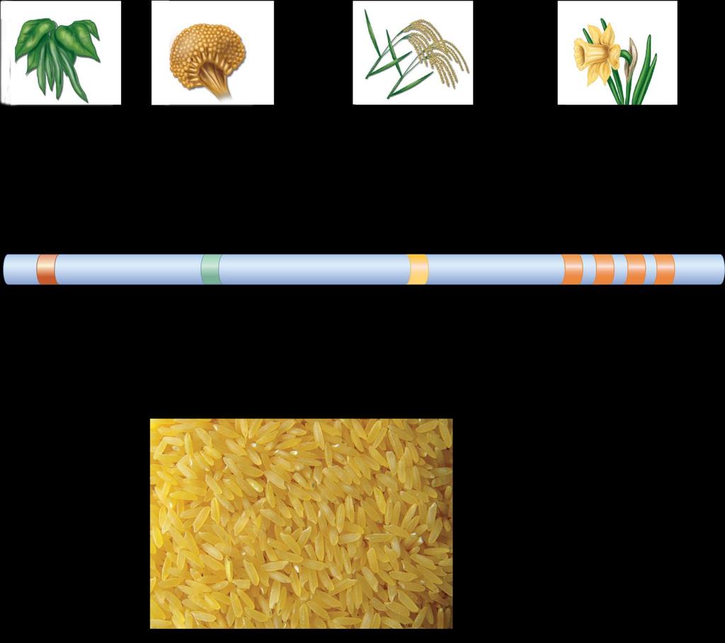 Figure 13.12 Transgenic golden rice Copyright The McGraw-Hill Companies, Inc. Permission required for reproduction or display.