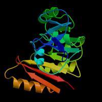 Proteins do the work in cells and regulate the body s