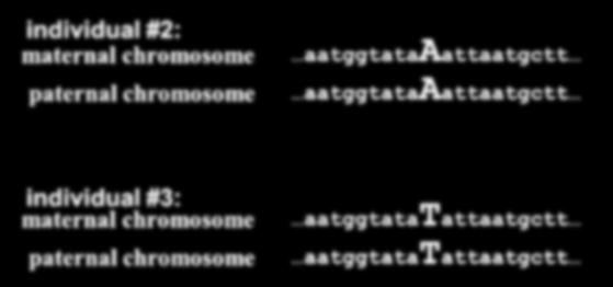 different nucleotides occur DNA trace file individual #1: