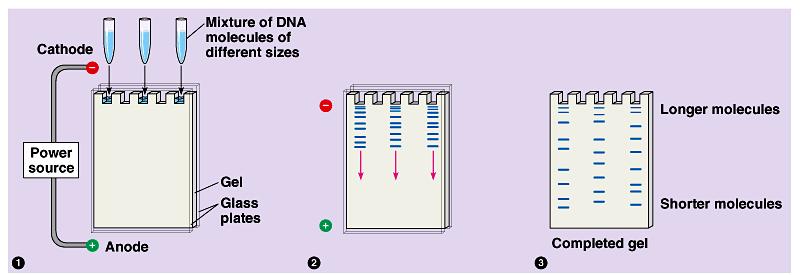For linear DNA molecules, separation depends mainly on size (length of fragment), shorter pieces move