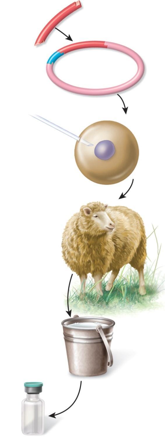 Copyright The McGraw-Hill Companies, Inc. Permission required for reproduction or display. 1 Clone a human hormone gene into a plasmid vector next to a sheep β-lactoglobulin promoter.