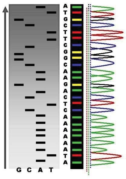 Sanger-Coulson Sequencing Method : chain termination method using single-stranded (ss) DNA Maxam-Gilbert s DNA Sequencing Method : chemical cleavage method using double-stranded (ds) DNA : purified