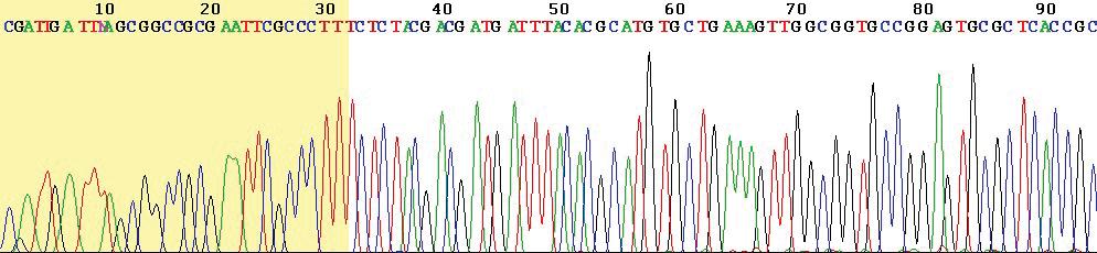 Radioactive labelling at the 5 end of a ds DNA to be sequenced 2.
