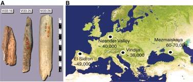 The morphological features typical of Neandertals first appear in the European fossil record about 400,000 years ago, with bones of full-fledged