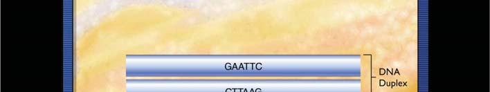 Palindrome, Restriction Enzyme, Sticky Ends Arber, Nathans, Smith (1978) CIVIC, Madam Sticky Ends (Cohesive Ends) GAATTC G AATTC G AATTC