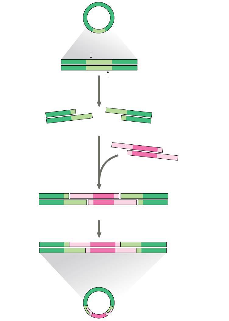 Figure 20.6 Bacterial plasmid Restriction site 1 5 GAATTC DNA CTTAAG 3 Restriction enzyme cuts the sugar-phosphate backbones at each arrow.