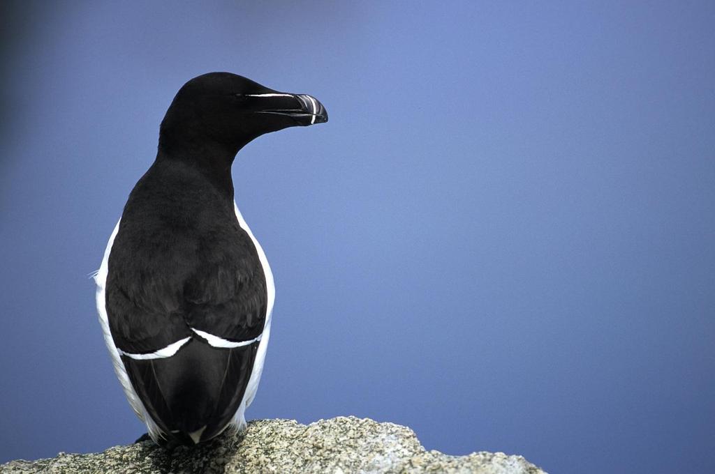 The razorbill (Alca torda) is red-listed as a vulnerable species in Norway.