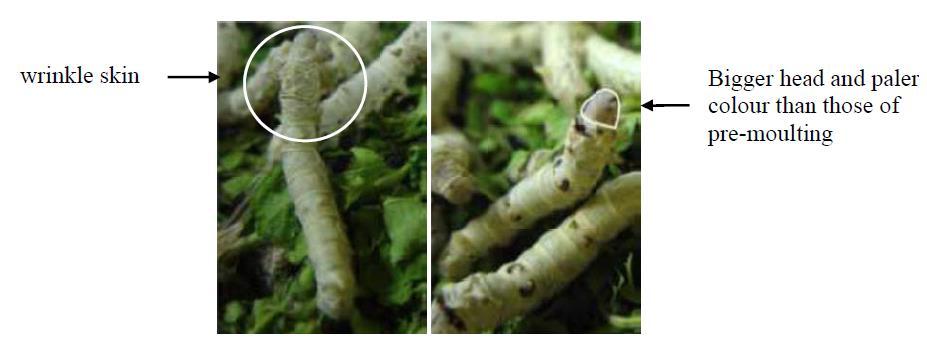 junction of head and thorax 4 Post moulting silk worms Illustrating
