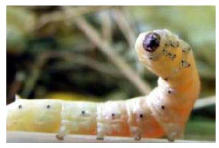 Figure A.5 Mature silkworm Illustrating transparent body with up-rising head and eagerly moving, ready for cocoon spinning Figure A.