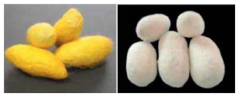Figure A.12 Thin-ended cocoon Thin ended cocoon means a cocoon that due to the characteristic of some silkworm varieties or caused by high temperature during egg incubation.