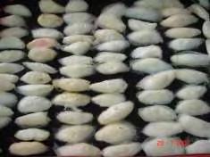 Egg period 7-9 days Acceptability Larval perod 22 25 days Pupal period 12 15 days Initial testing Fresh eggs exposed to T.