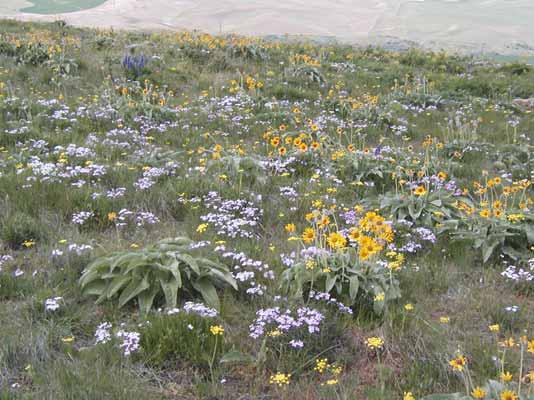 Palouse Prairie Foundation Mission To promote preservation and restoration of native Palouse Prairie ecosystems in Latah and Whitman counties (in Idaho and Washington), through public awareness