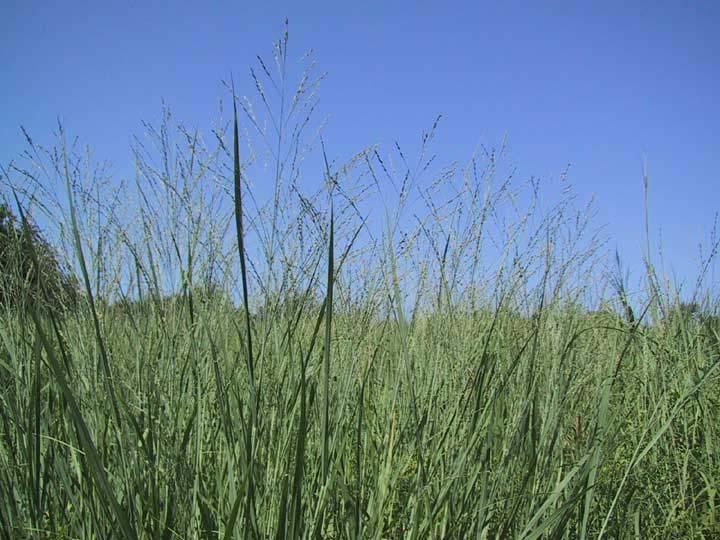 Second Generation Biofuels Uses grasses, herbs, and trees Grown on