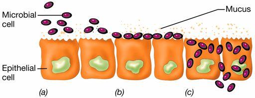 Infection occurs often via mucosa Consist of layers of epithelial cells Represent barrier to environment Slime creates viscous protection layer and consists of soluble glycoproteins Definitions