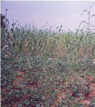 Cotton, peanut-sorghum) Different maturity group varieties