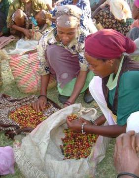 Case Study Perking up coffee in Africa Farmers in Ethiopia, Rwanda and Cameroun get a better return for their coffee crop after learning new processing techniques that improve the quality of their
