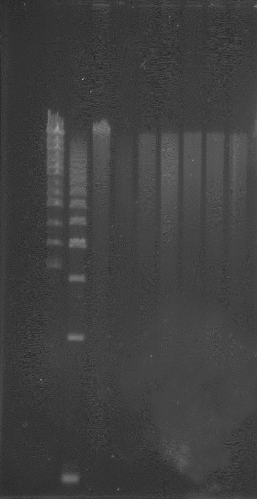 1 2 3 4 5 6 7 8 9 1 2 3 4 5 6 7 8 9 4 kb 4 kb 10 kb Figure 3a: Samples run on 1.2% Lonza Gel. Lanes 3-8 appear to be high molecular weight on agarose gel.