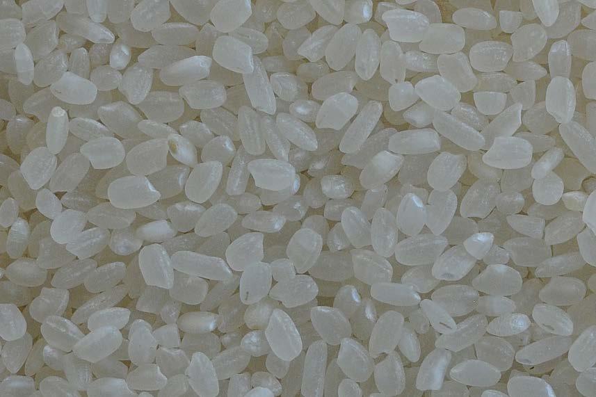 grain white rice showed the successful