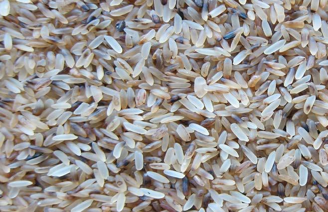 various rice discolouration from the
