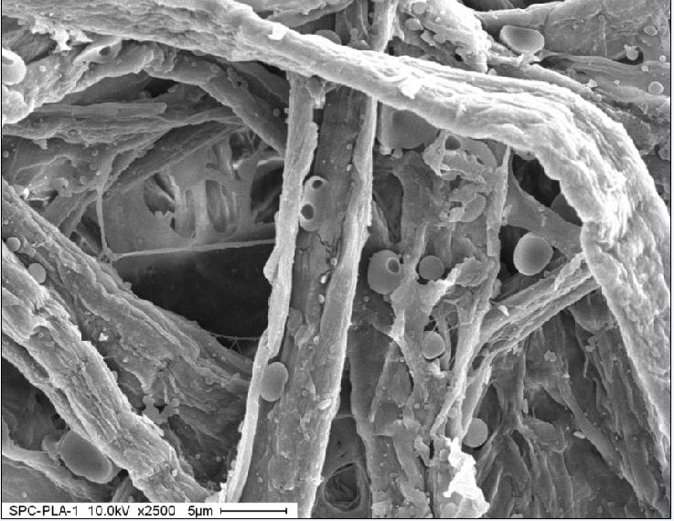Figure 2: SEM micrograph of paper made from biorefinery pulp and treated in the surface with PLA (2% based on OD fibers) (BPPLA2) PLA was observed dispersed in the fiber network and on the surface of